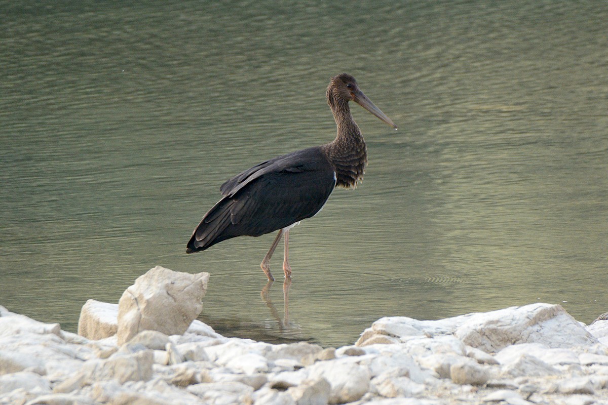 Black Stork - ML279968961