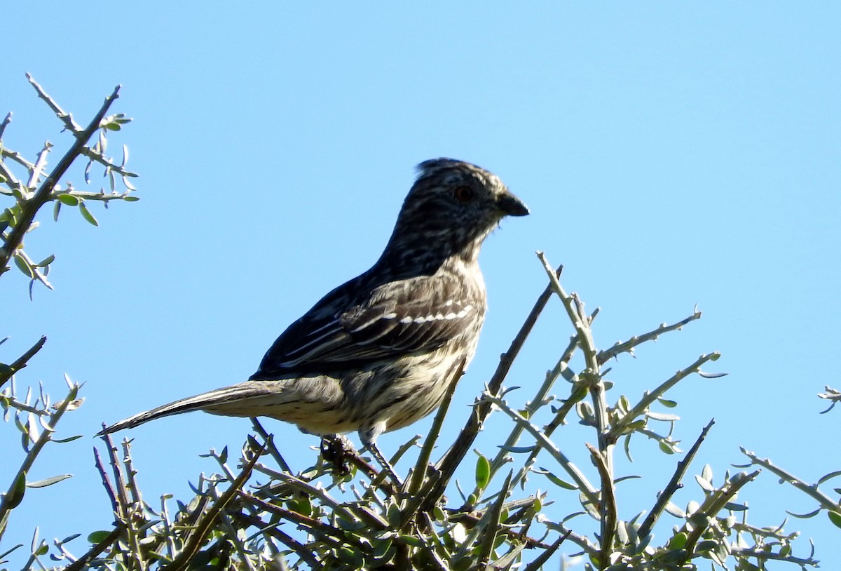 White-tipped Plantcutter - Diego perez