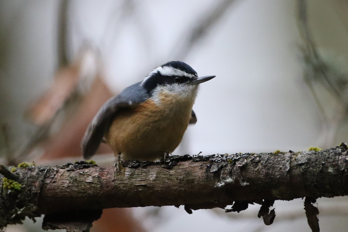 Red-breasted Nuthatch - ML279969771