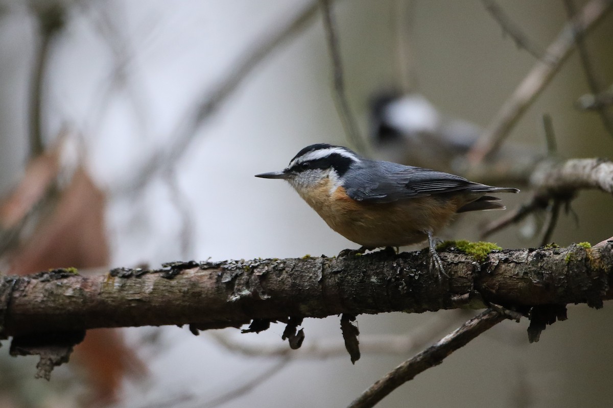 Red-breasted Nuthatch - John Garrett