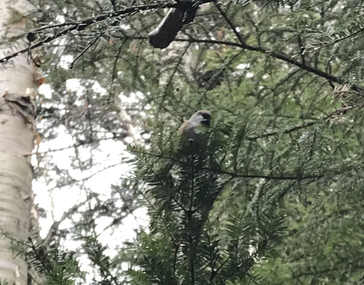 Boreal Chickadee - ML279970191