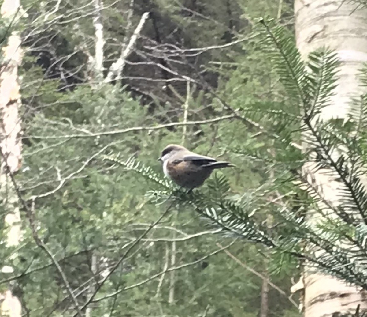 Boreal Chickadee - ML279970251