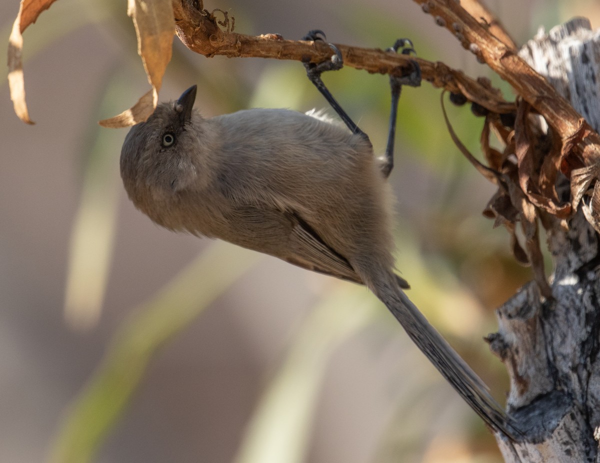 Bushtit - ML279970261