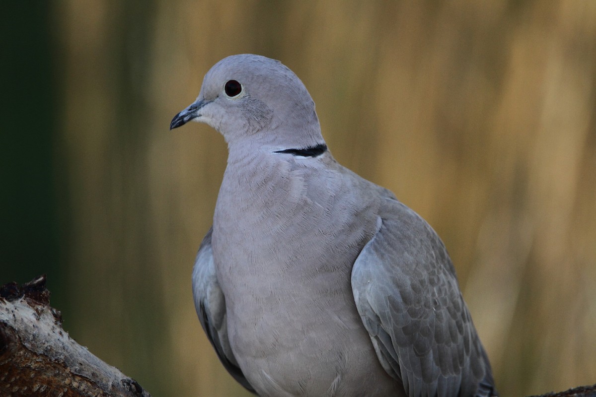 Eurasian Collared-Dove - ML279971901