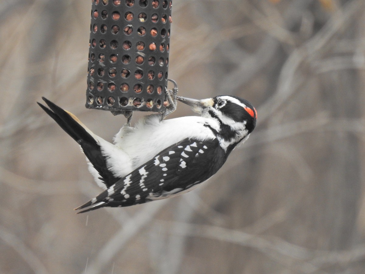 Hairy Woodpecker - Sylvia Heredia