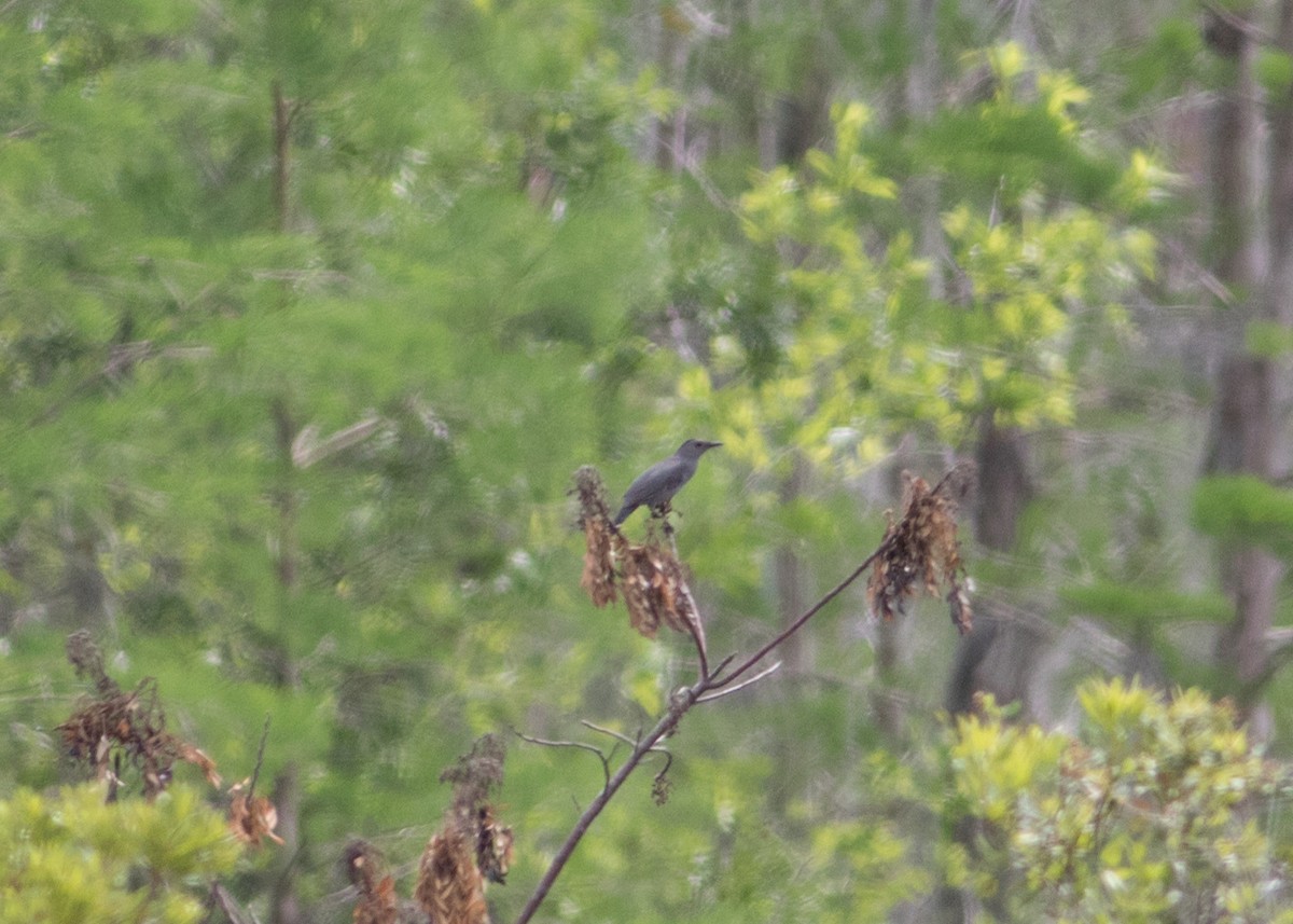 Florida Scrub-Jay - Tim Harrop