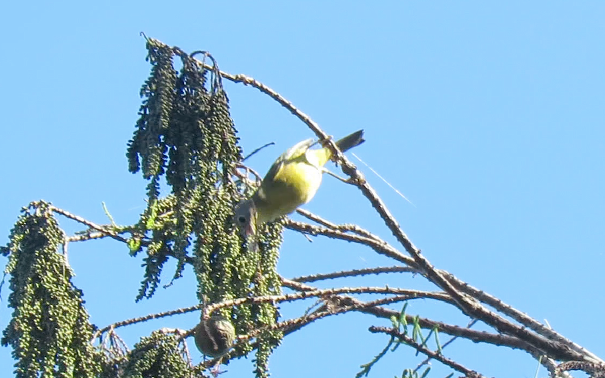 Nashville Warbler - ML279974371