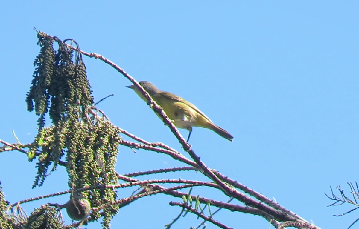 Nashville Warbler - ML279974391