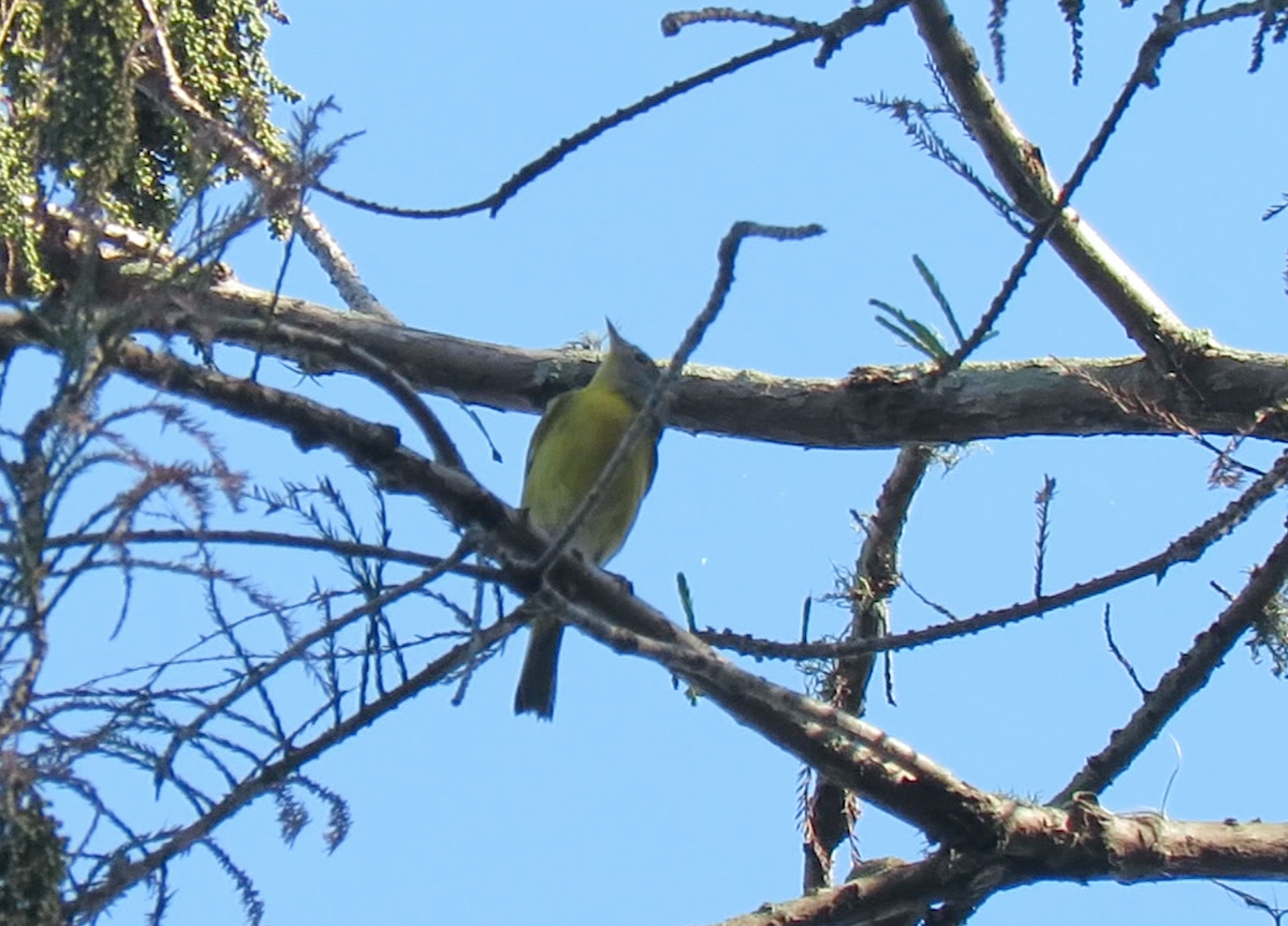 Nashville Warbler - ML279974441