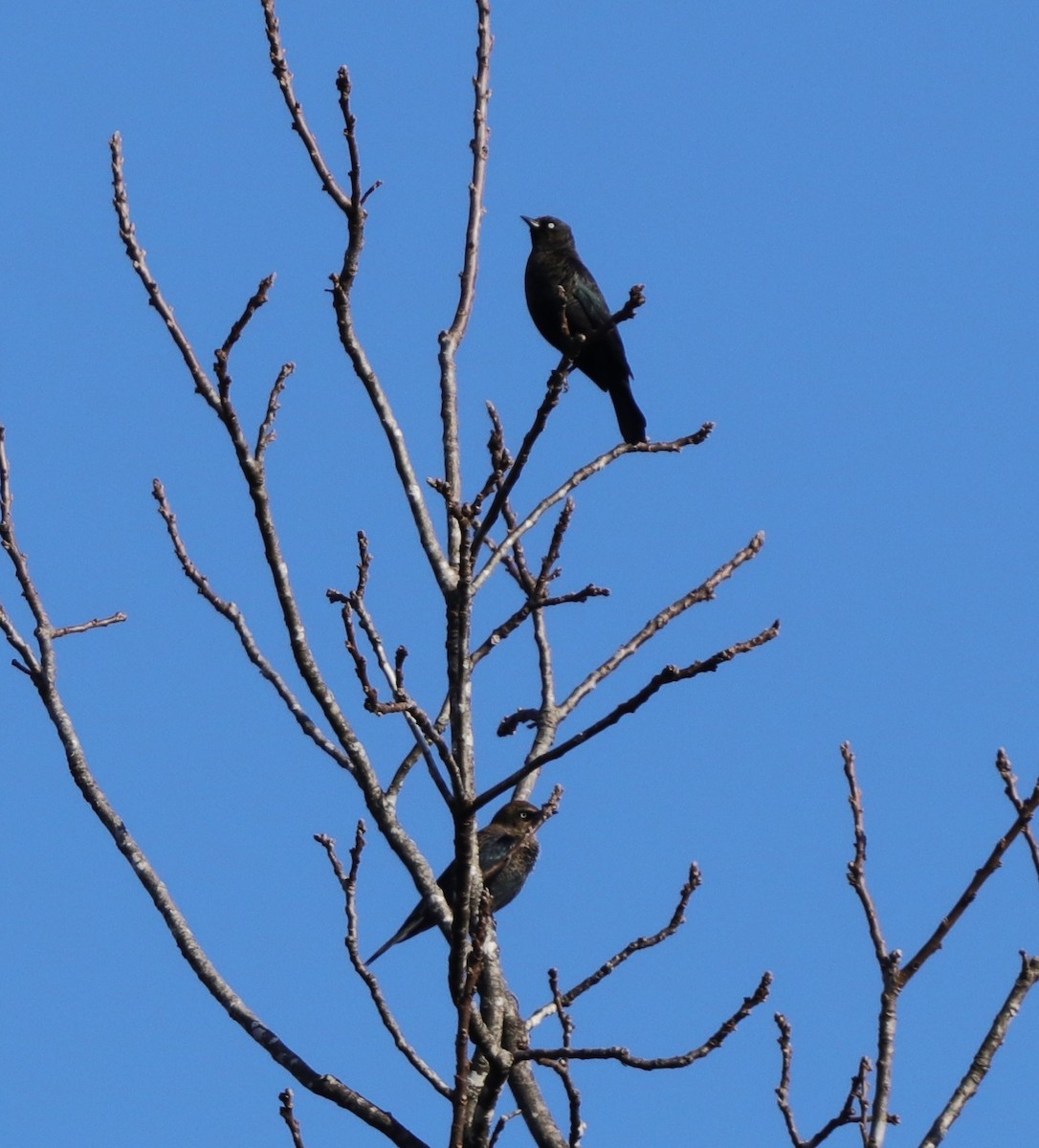 Rusty Blackbird - ML279974691