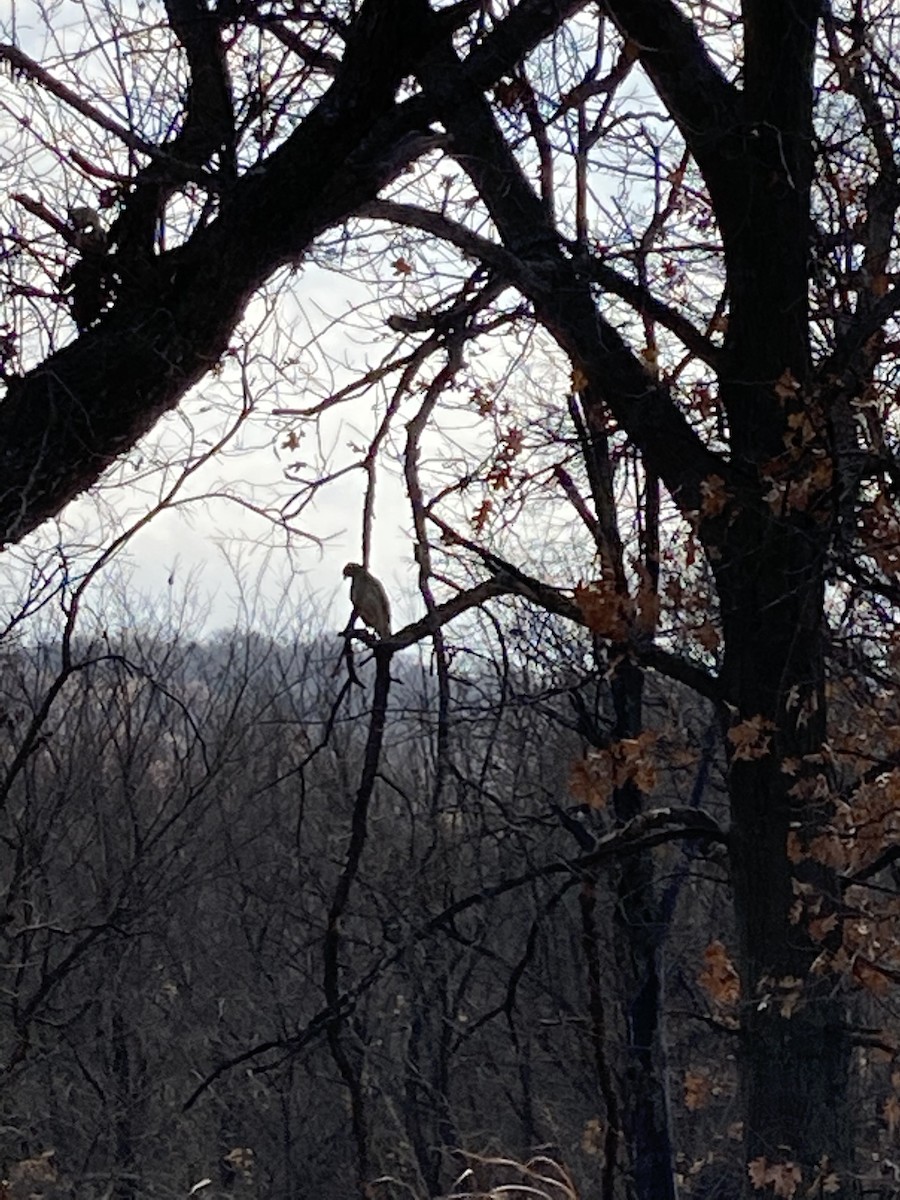 Red-shouldered Hawk - ML279974761