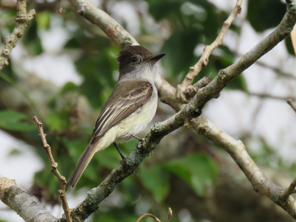 La Sagra's Flycatcher - ML279975871