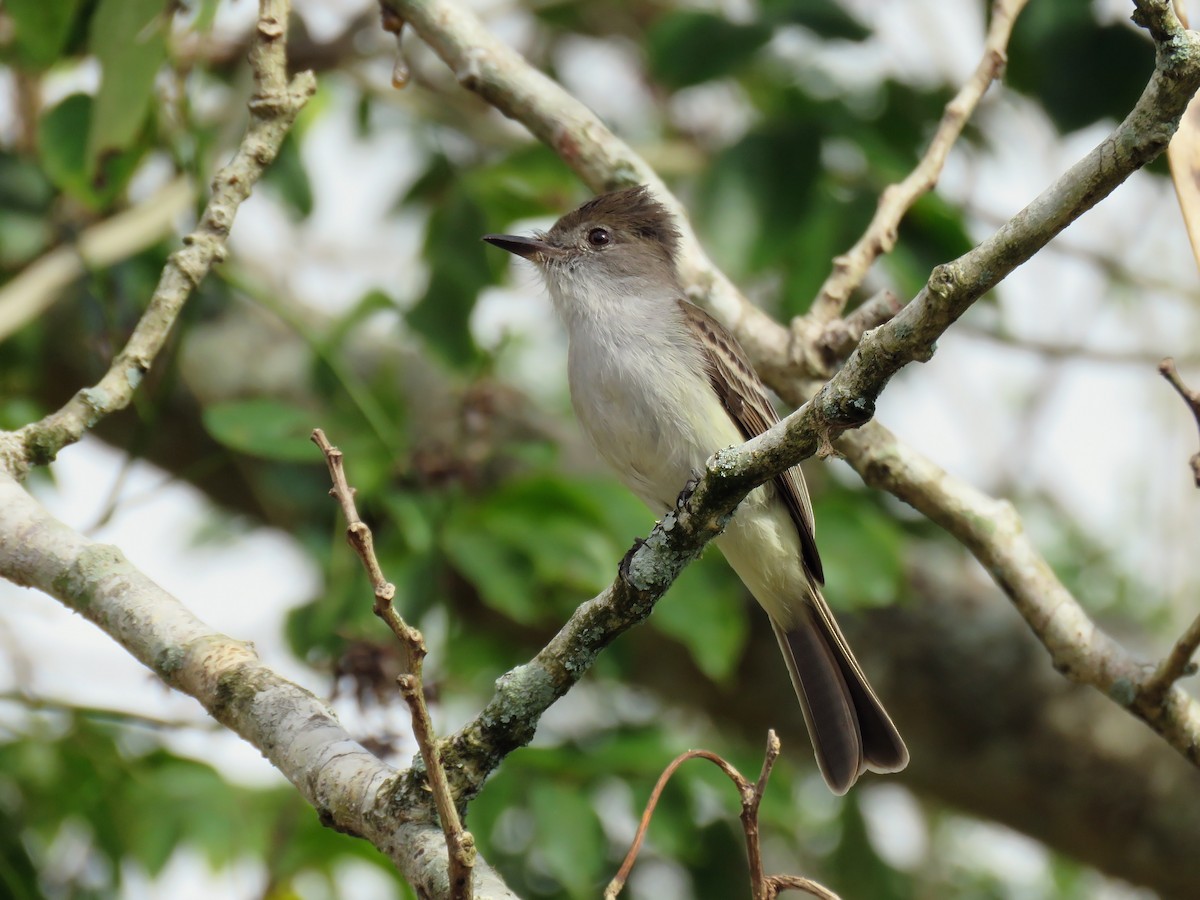La Sagra's Flycatcher - ML279975921