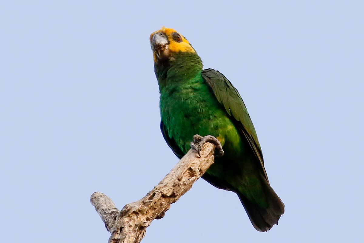 Yellow-fronted Parrot - ML279976601