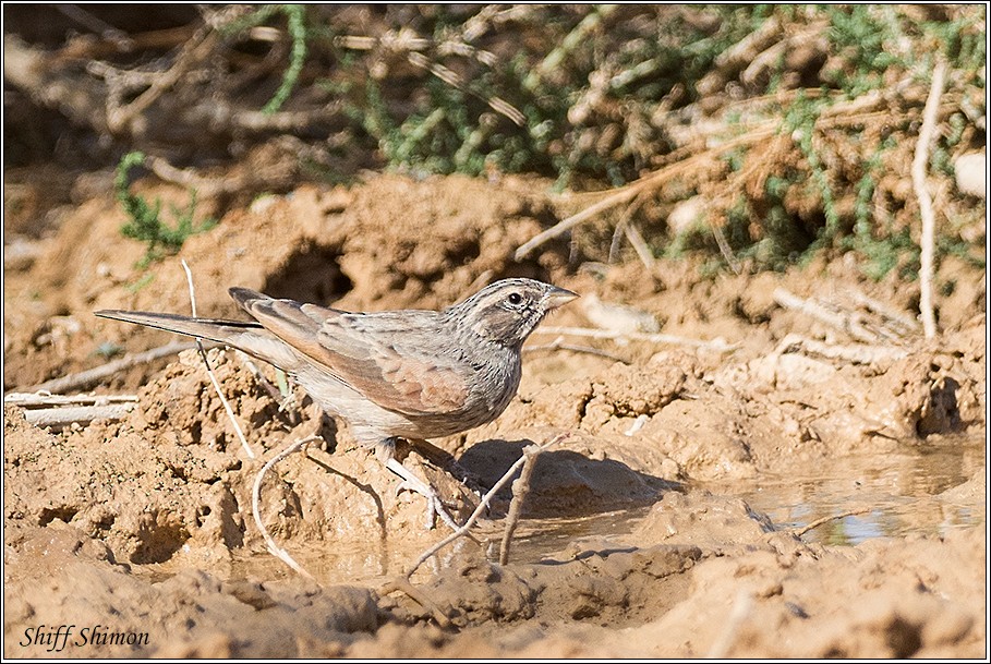 Striolated Bunting - ML279976851