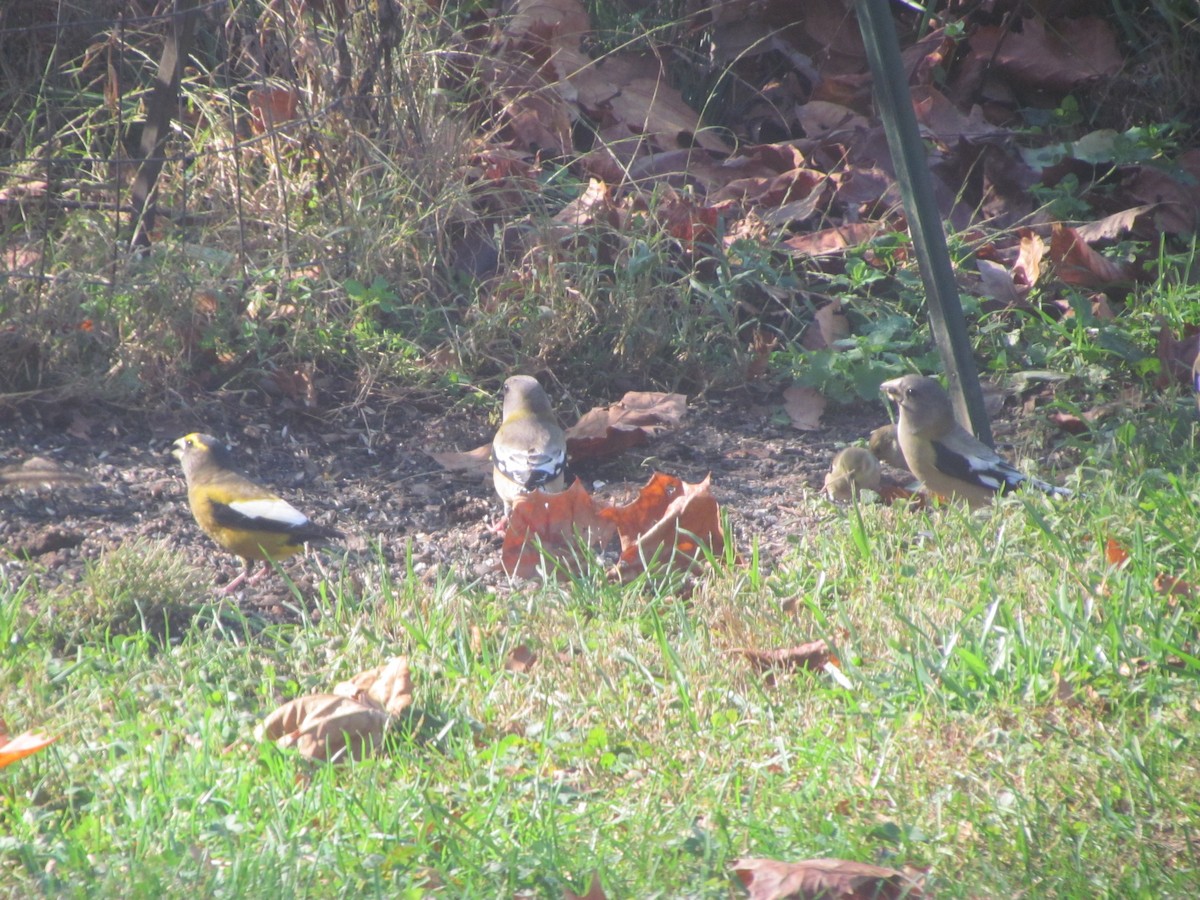 Evening Grosbeak - ML279977171