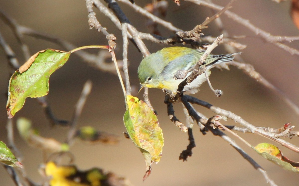 Northern Parula - David Woodhouse