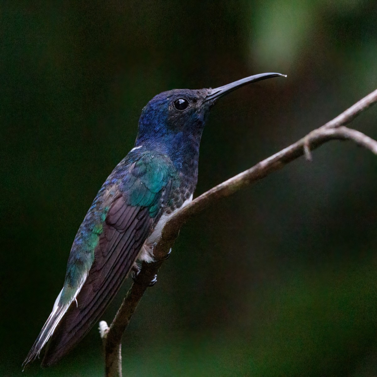 White-necked Jacobin - ML279978671