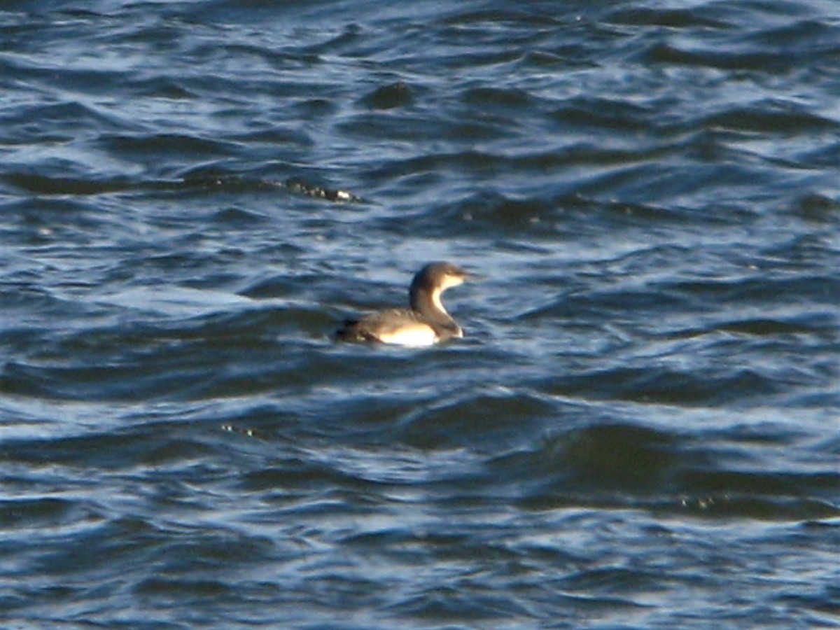 Pacific Loon - ML279978791