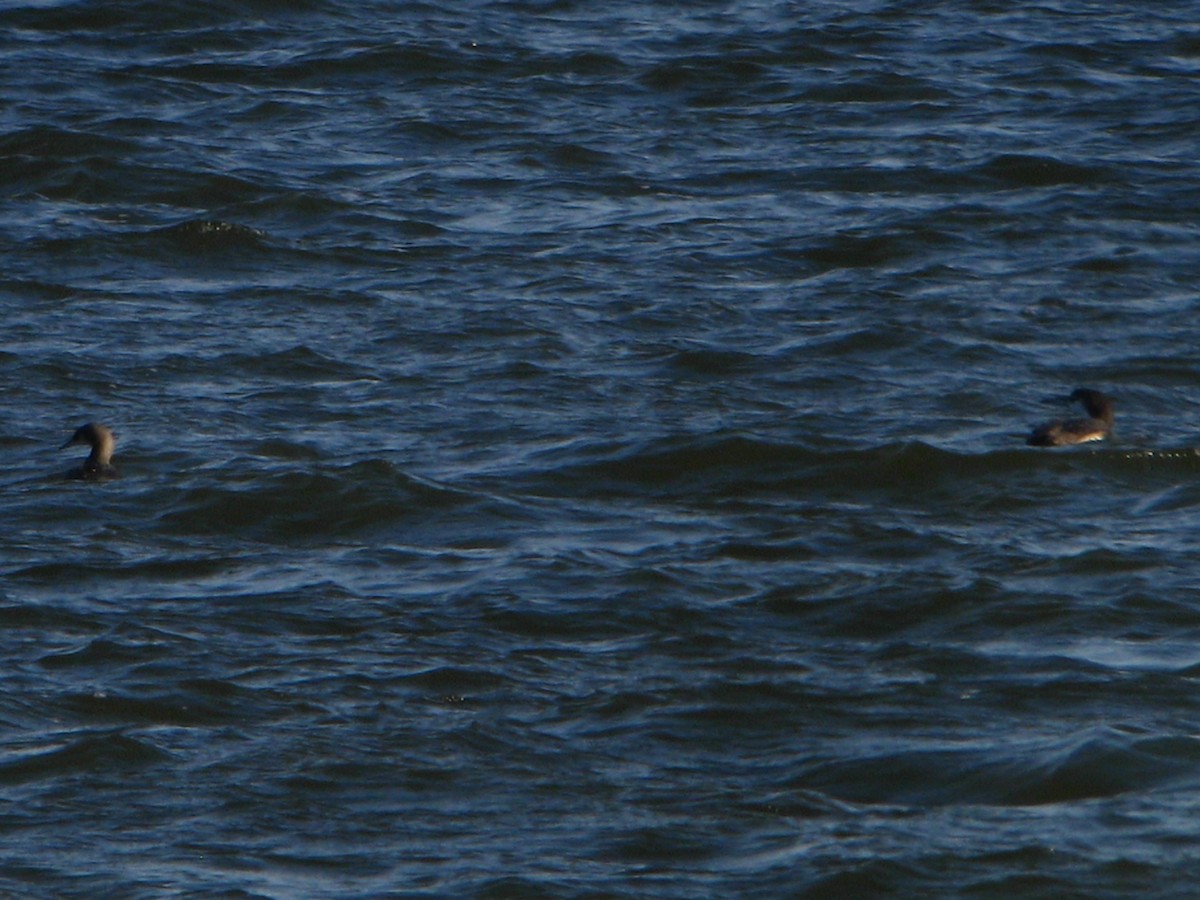 Pacific Loon - ML279978821