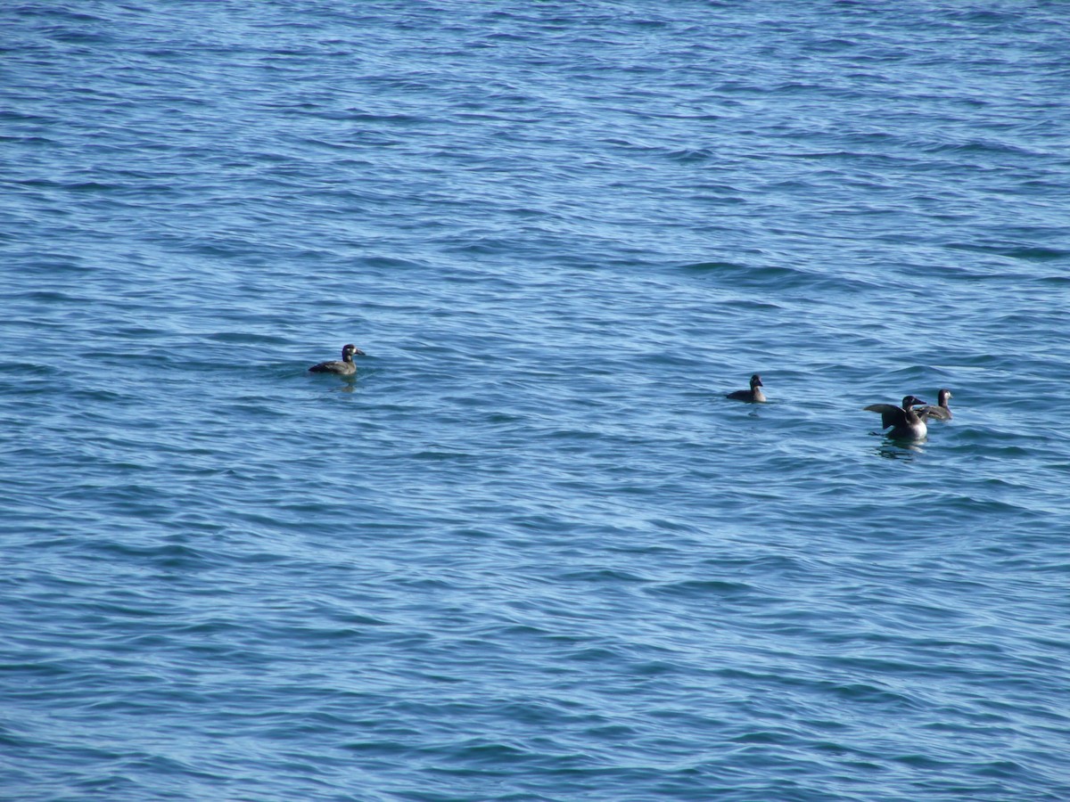 White-winged Scoter - ML279979391