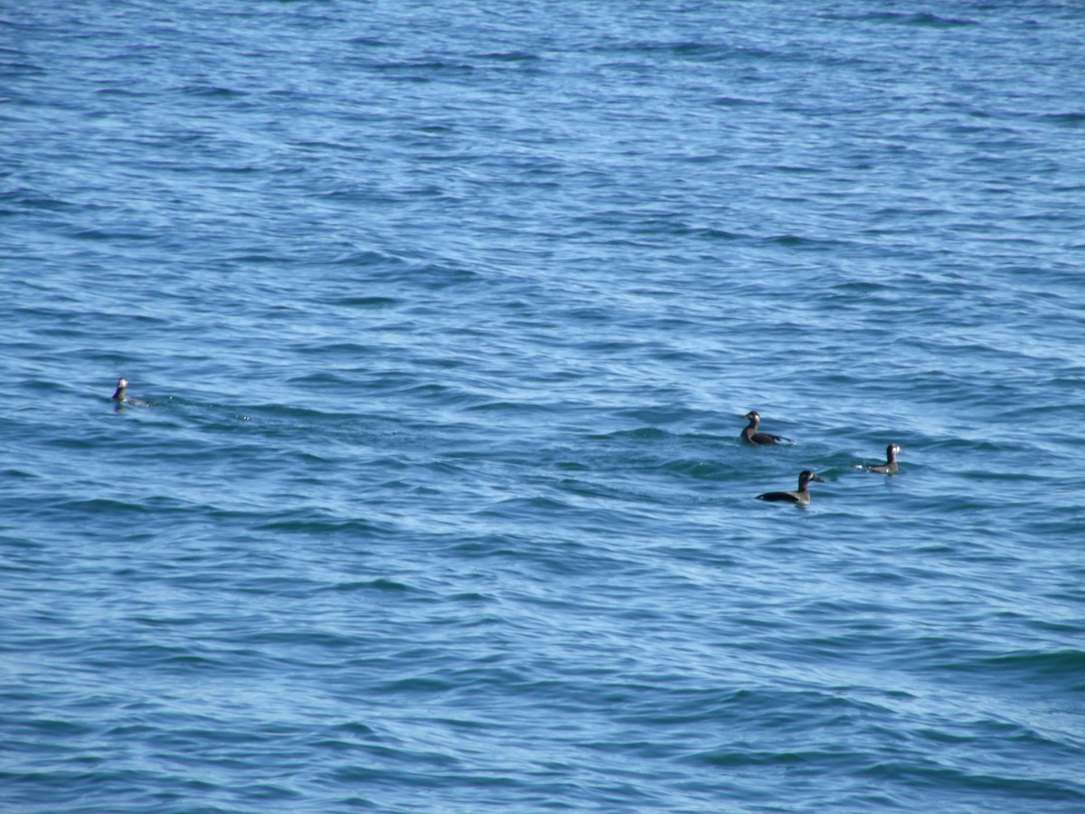White-winged Scoter - ML279979541