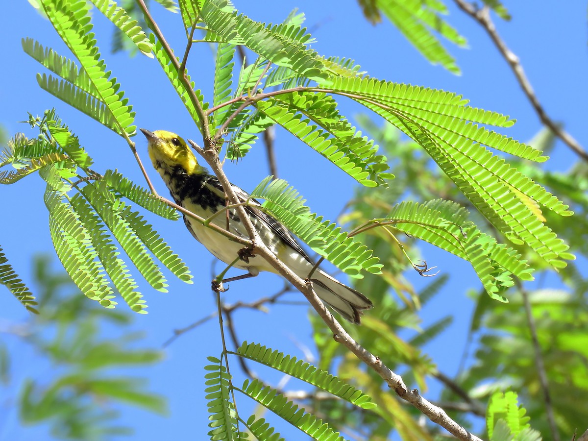 Black-throated Green Warbler - ML279980871