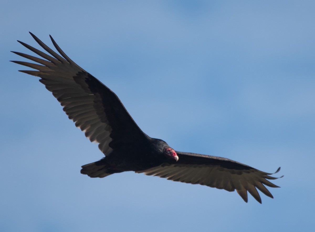 Turkey Vulture - ML279981031