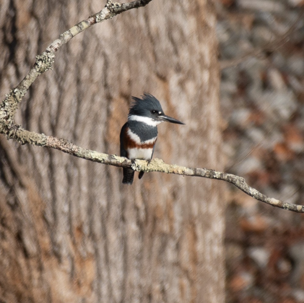 Belted Kingfisher - ML279981061