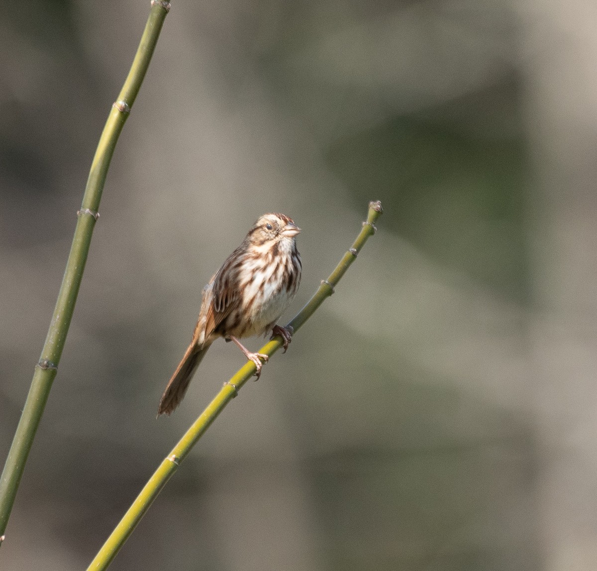 Song Sparrow - ML279981241
