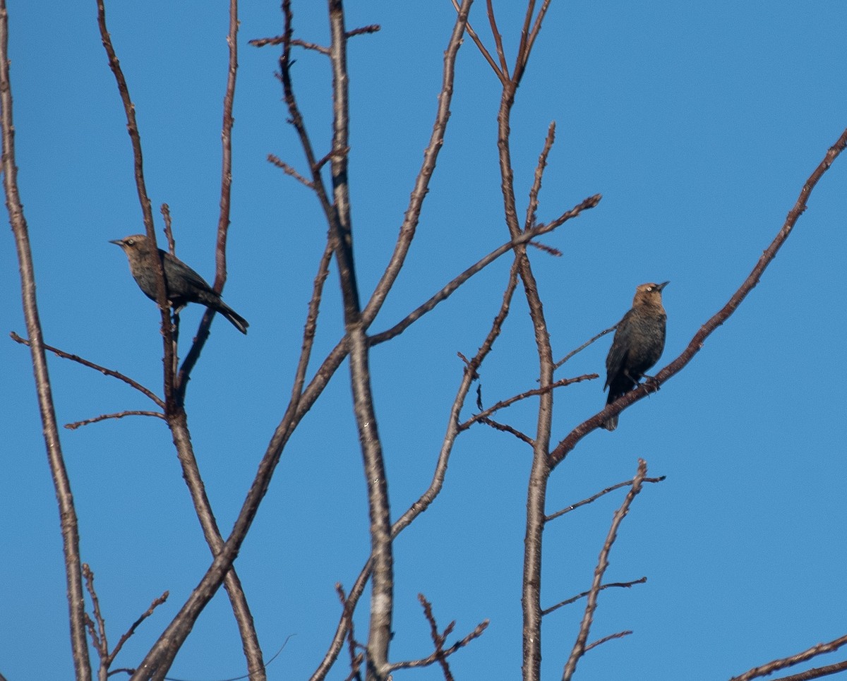 Rusty Blackbird - ML279981291