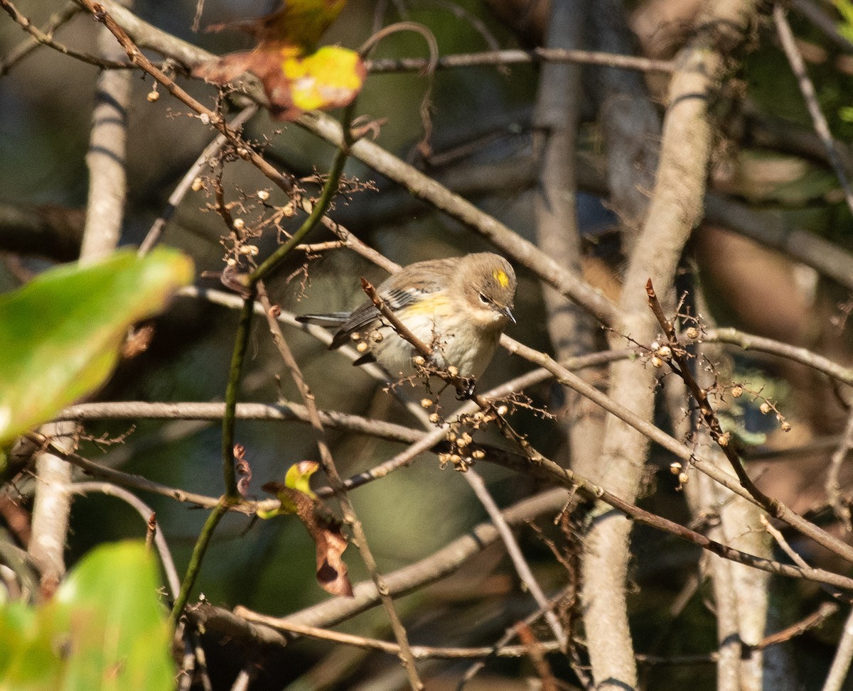 Yellow-rumped Warbler (Myrtle) - ML279981381