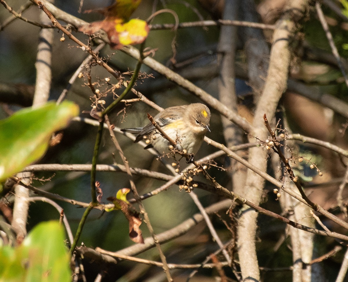 lesňáček žlutoskvrnný (ssp. coronata) - ML279981381