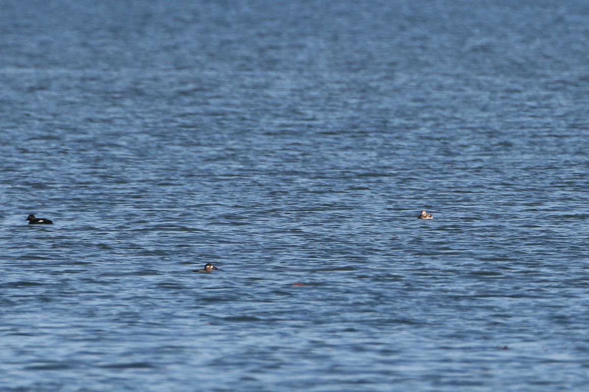 Long-tailed Duck - ML279984721