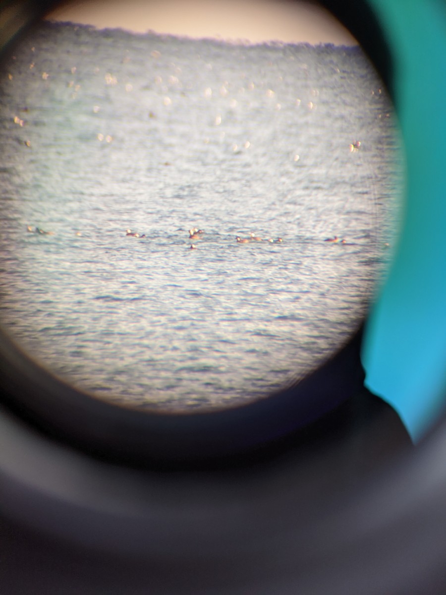Black Scoter - ML279985811