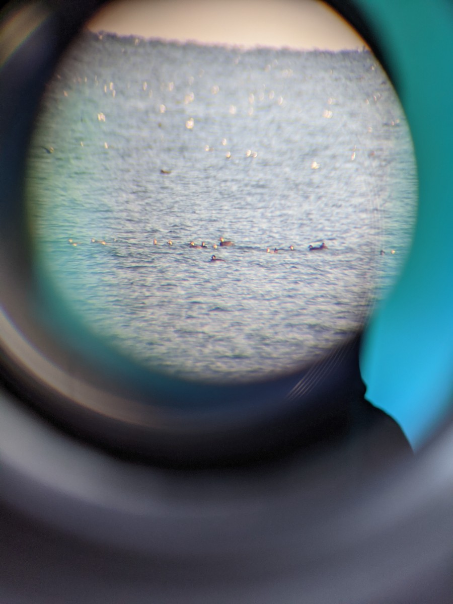 Black Scoter - ML279985821