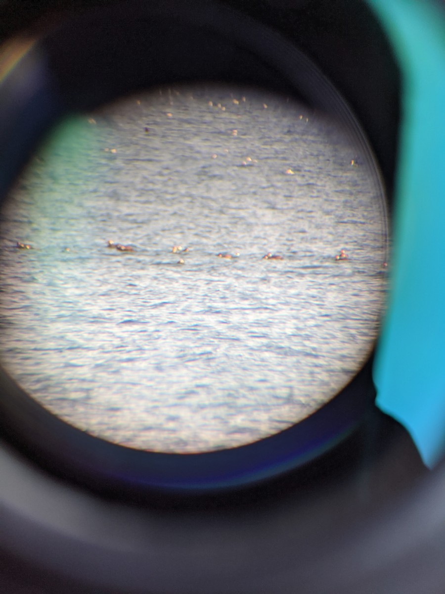 Black Scoter - ML279985831