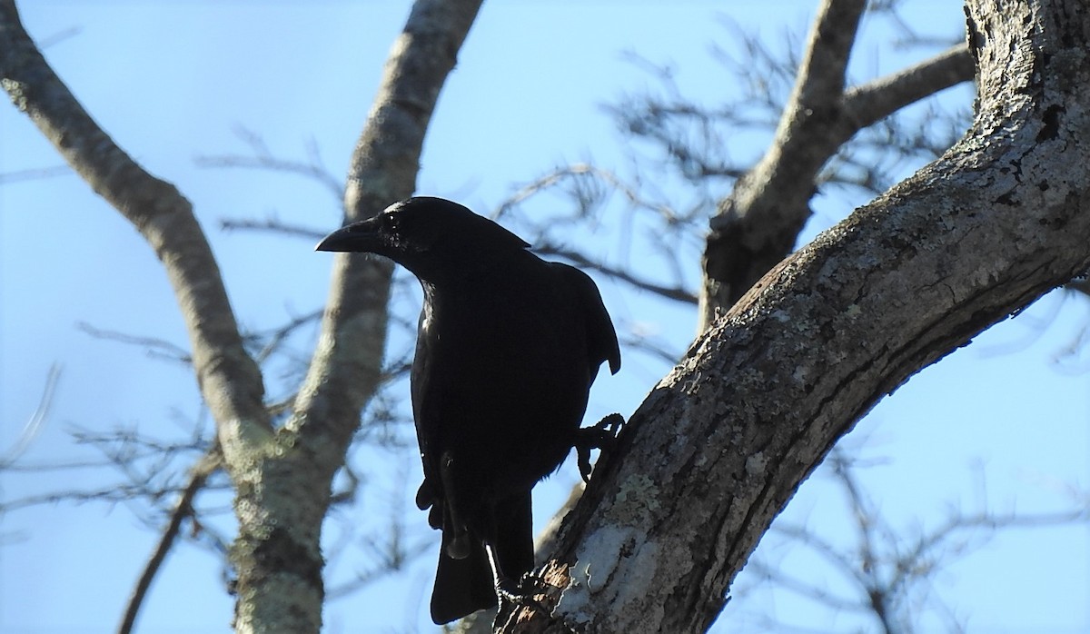 American Crow - ML279986671