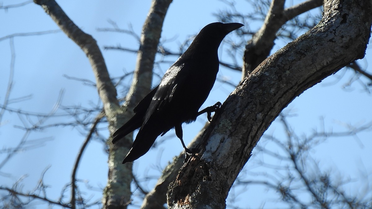 American Crow - ML279986821