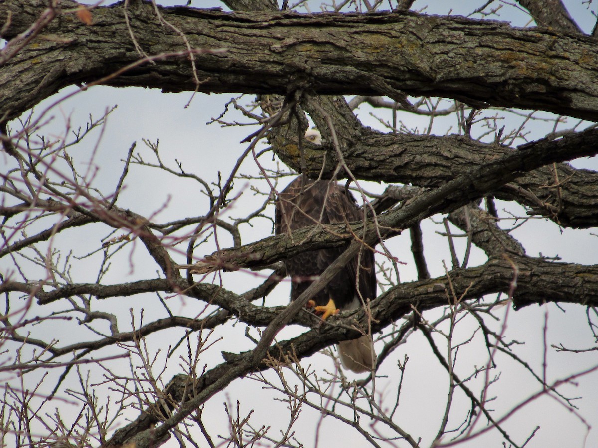 Bald Eagle - ML279987881