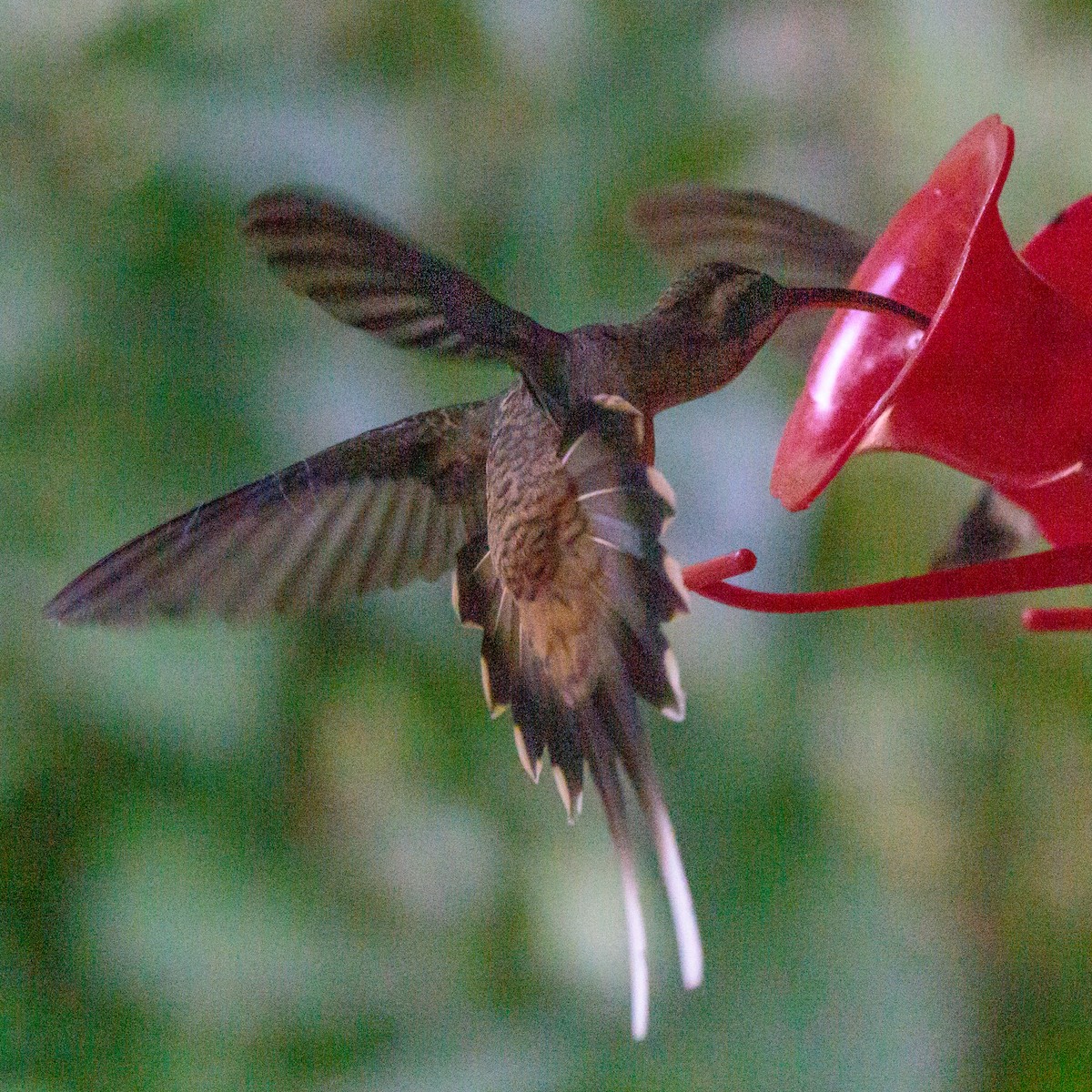 Long-billed Hermit - ML279994931