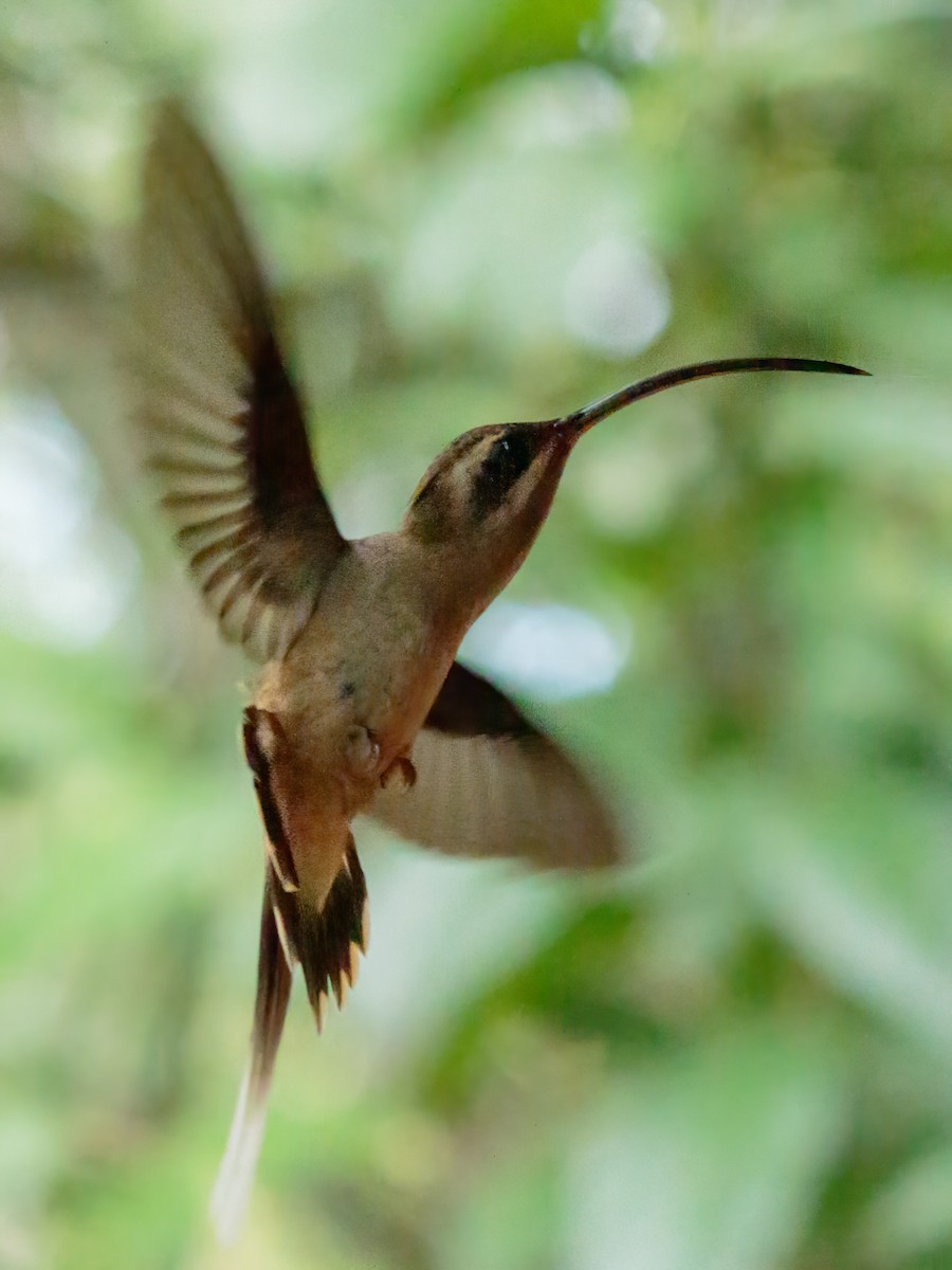 Long-billed Hermit - ML279995021