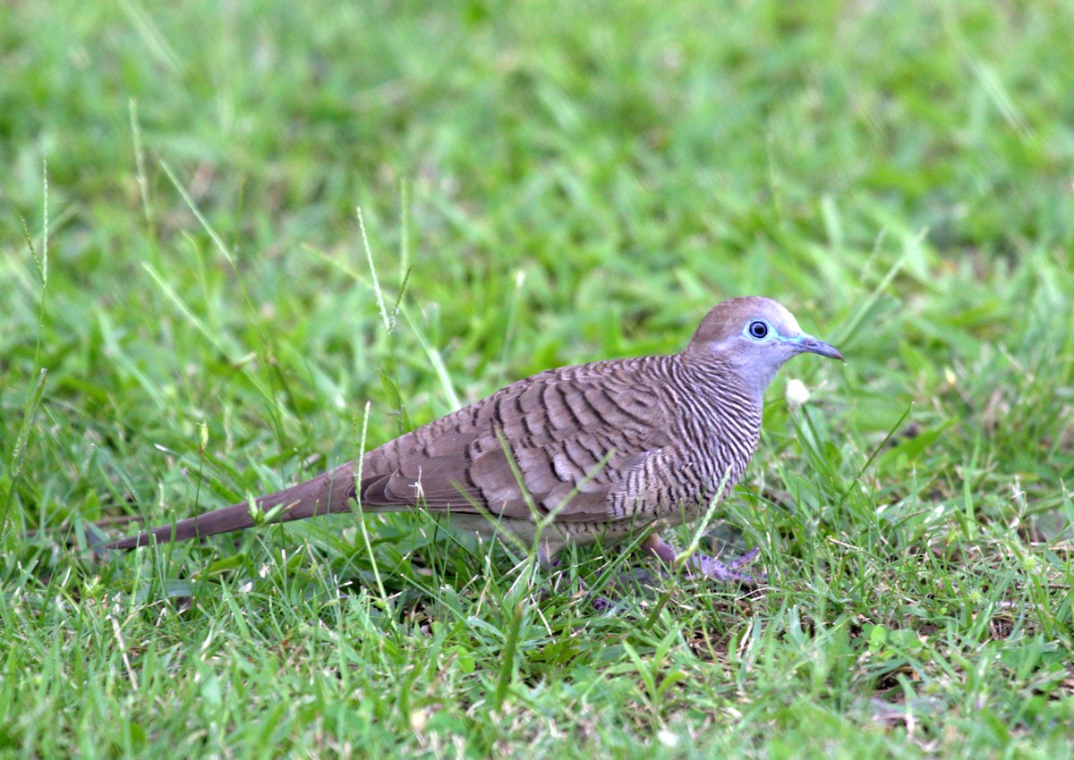 Zebra Dove - Michael Hooper