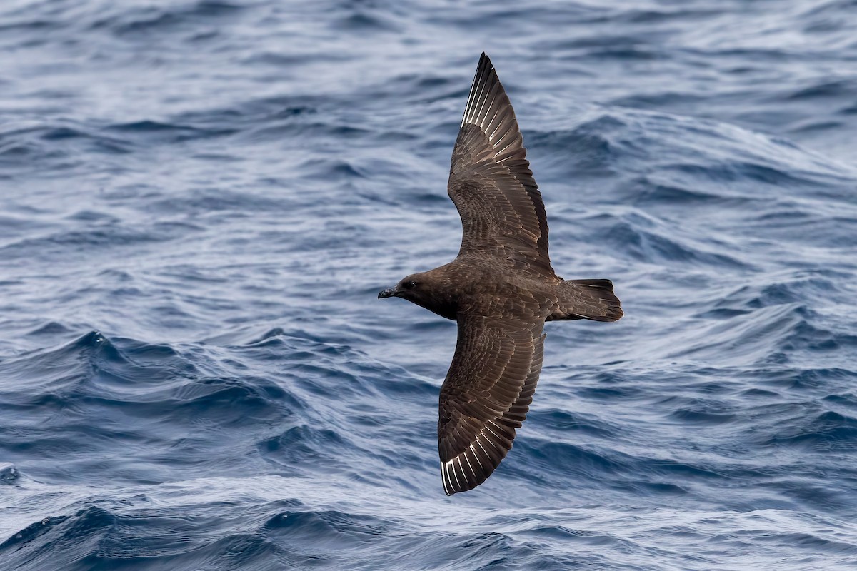 South Polar Skua - Fernando Díaz I Albatross Birding Chile