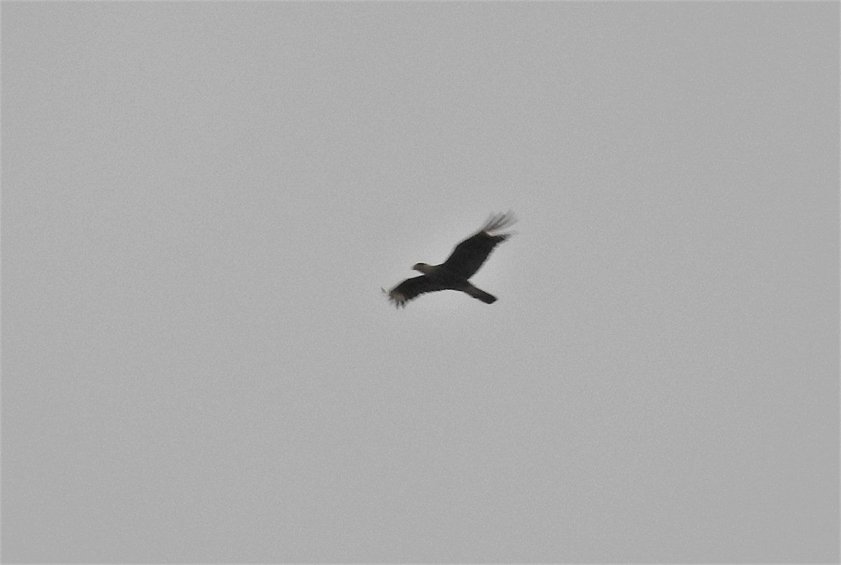 Crested Caracara (Northern) - Pamela Goolsby