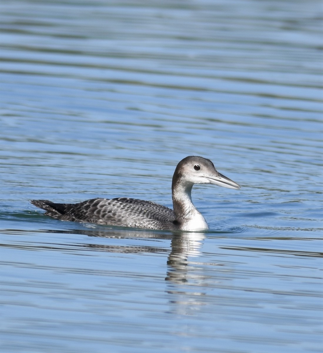 Common Loon - ML279997071