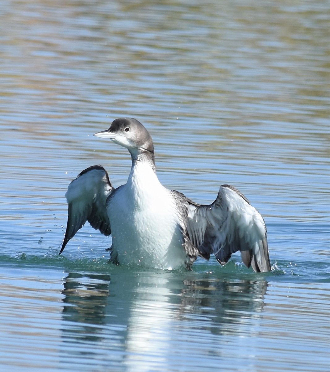 Common Loon - ML279997131