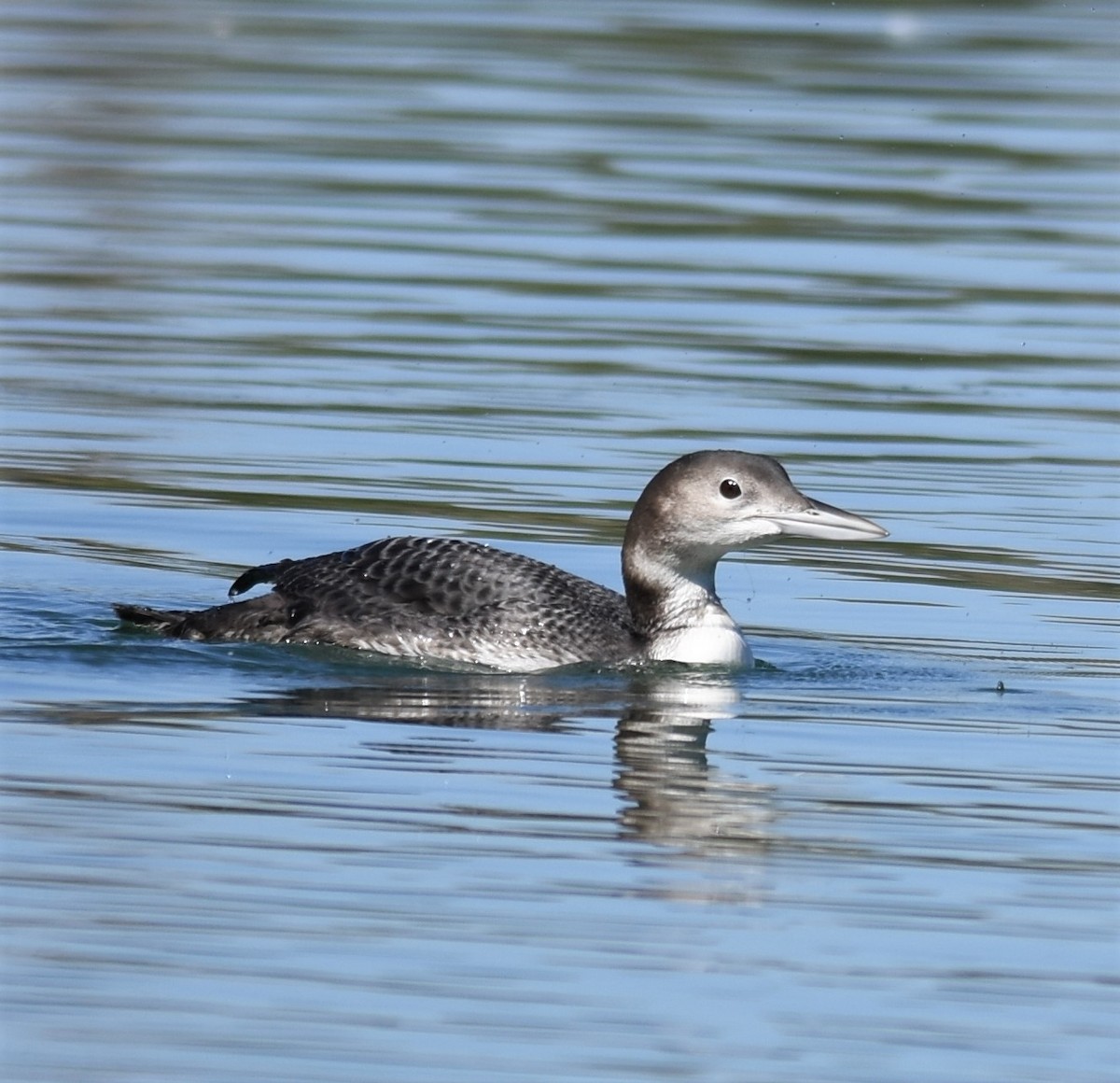 Common Loon - ML279997201