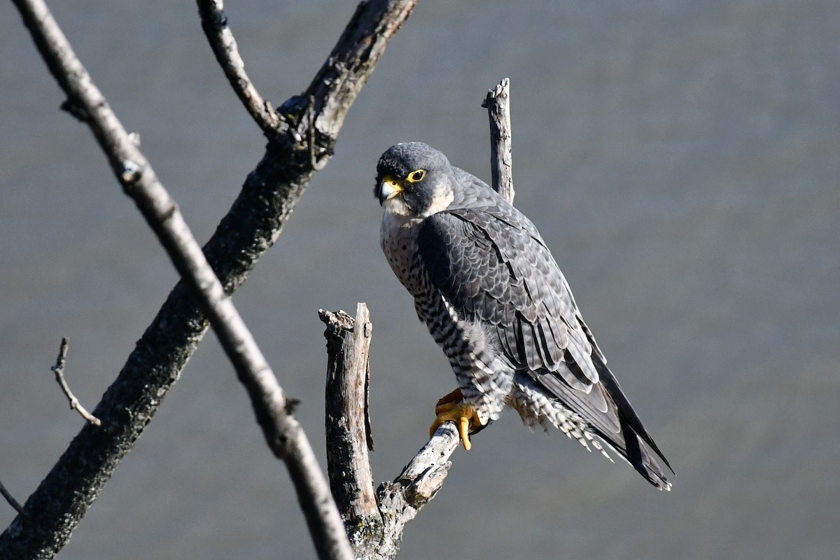 Peregrine Falcon - Brian Kenney