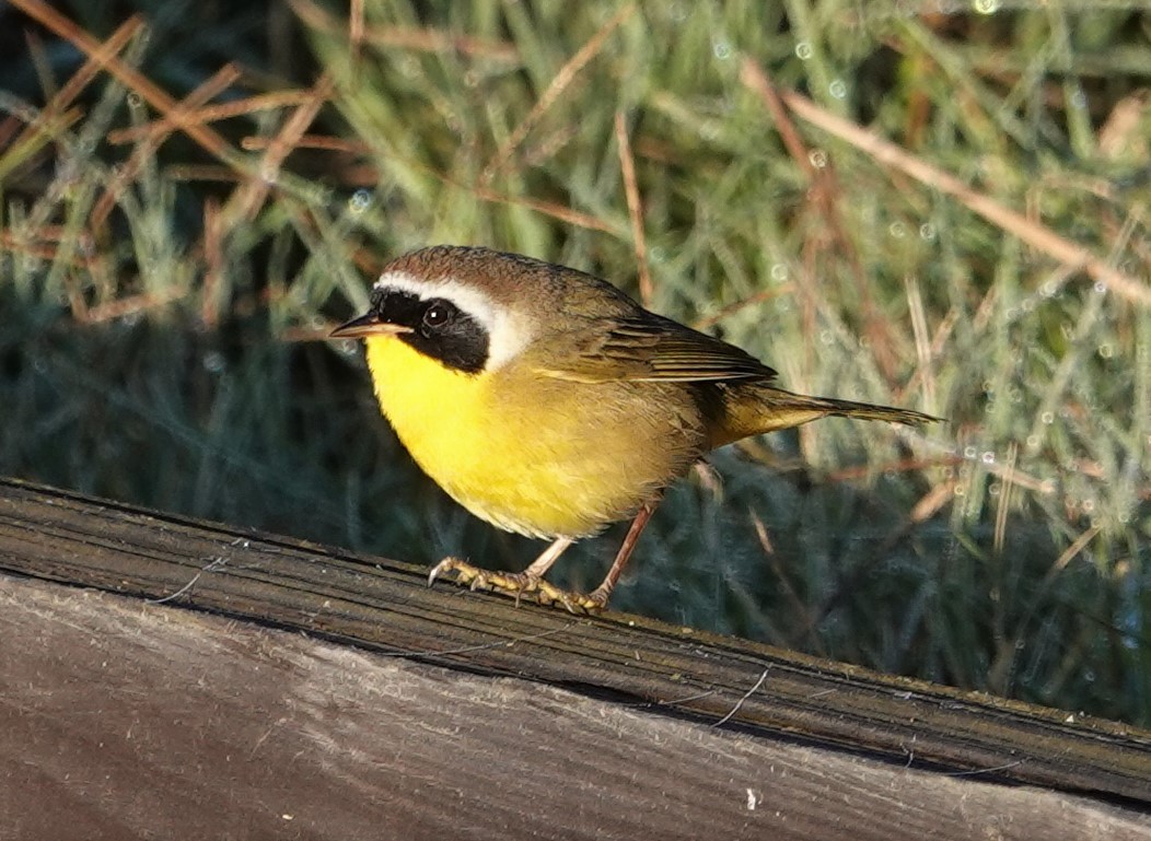 Weidengelbkehlchen - ML280000181